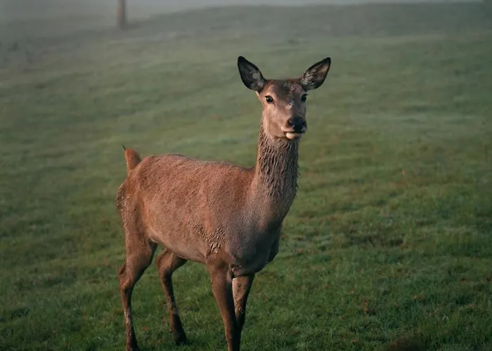 ベルクホテル イェガーホフ ****s イスニー・イム・アルゴイ
